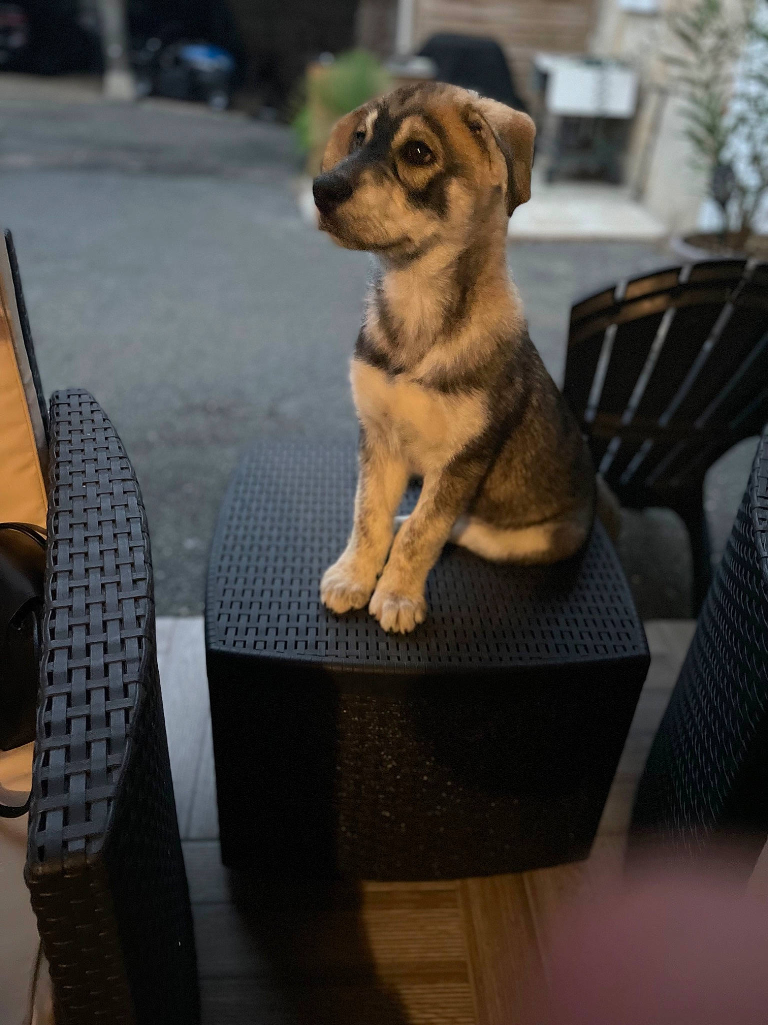 Arcos a rejoint le concours — aidez-le/la à gagner de superbes lots ! carnivore, chair, companion_dog, dog, dog_breed, fawn, flooring, fur, gas, metal, outdoor_furniture, pet_supply, snout, sporting_group, table, tail, terrestrial_animal, toy, wood, working_animal