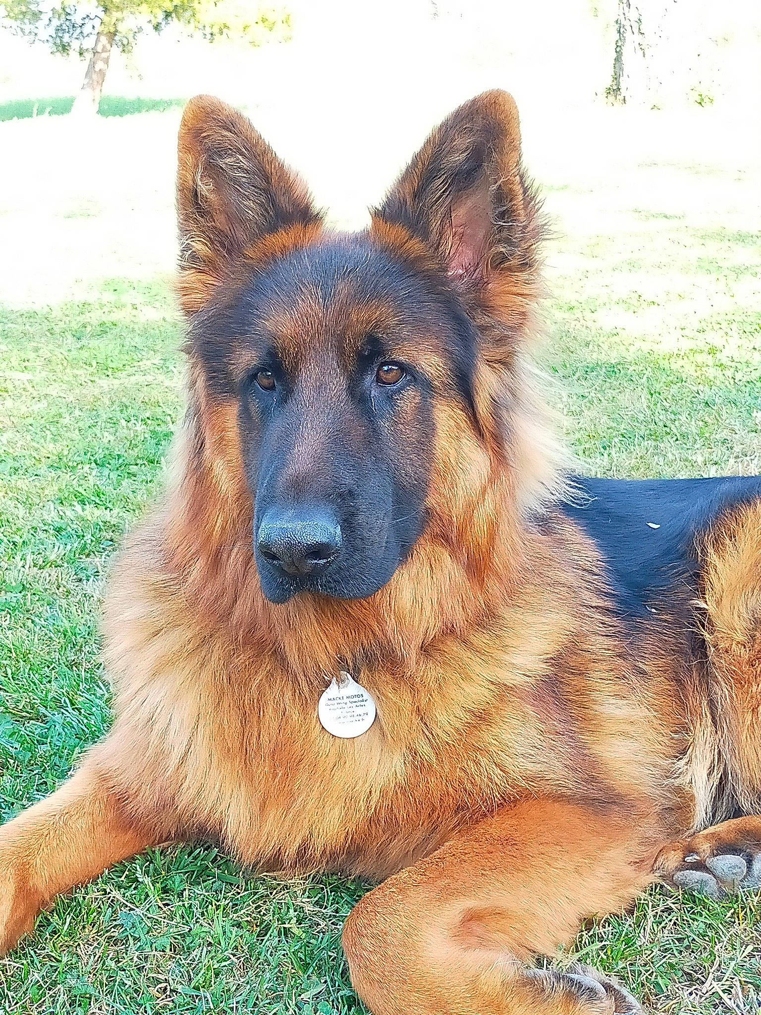 Salto a rejoint le concours — aidez-le/la à gagner de superbes lots ! canidae, carnivore, companion_dog, dog, dog_breed, eye, fawn, fur, german_shepherd_dog, grass, herding_dog, king_shepherd, liver, plant, snout, sporting_group, terrestrial_animal, whiskers, wildlife, working_animal