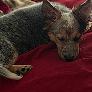 Daisy is registered to the contest to win money with this photo: dog, sleeping, blanket, red, fur, pet, cozy, indoors, rest, animal, cute, ears, paw, closeup, bed, relaxation, canine, calm, soft, snuggle