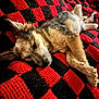 Daisy is registered to the contest to win money with this photo: dog, sleeping, blanket, knitted, red, black, remote_control, cozy, pet, resting, fur, indoors, relaxed, canine, animal, comfort, laying_down, home, cute, nap