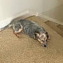Daisy is registered to the contest to win money with this photo: dog, carpet, indoor, corner, lying_down, brown, gray, speckled, fur, ears, tail, wall, baseboard, looking, animal, pet, floor, cute, small_dog, resting