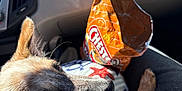Daisy joined the competition — help win amazing prizes! dog, car_interior, snack_bag, seat, sunlight, pet, animal, closeup, companion, curious, brown_fur, black_nose, ears, looking_up, seatbelt, dashboard, plastic_container, vehicle, travel, daylight