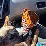 dog, car_interior, snack_bag, seat, sunlight, pet, animal, closeup, companion, curious, brown_fur, black_nose, ears, looking_up, seatbelt, dashboard, plastic_container, vehicle, travel, daylight