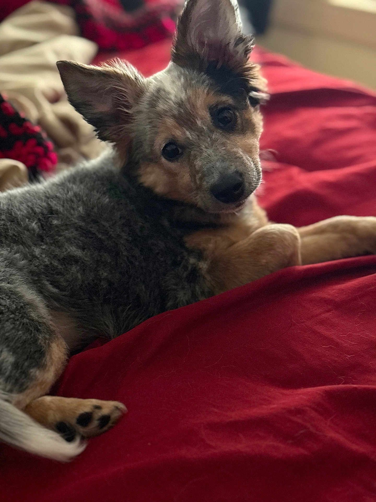 Daisy