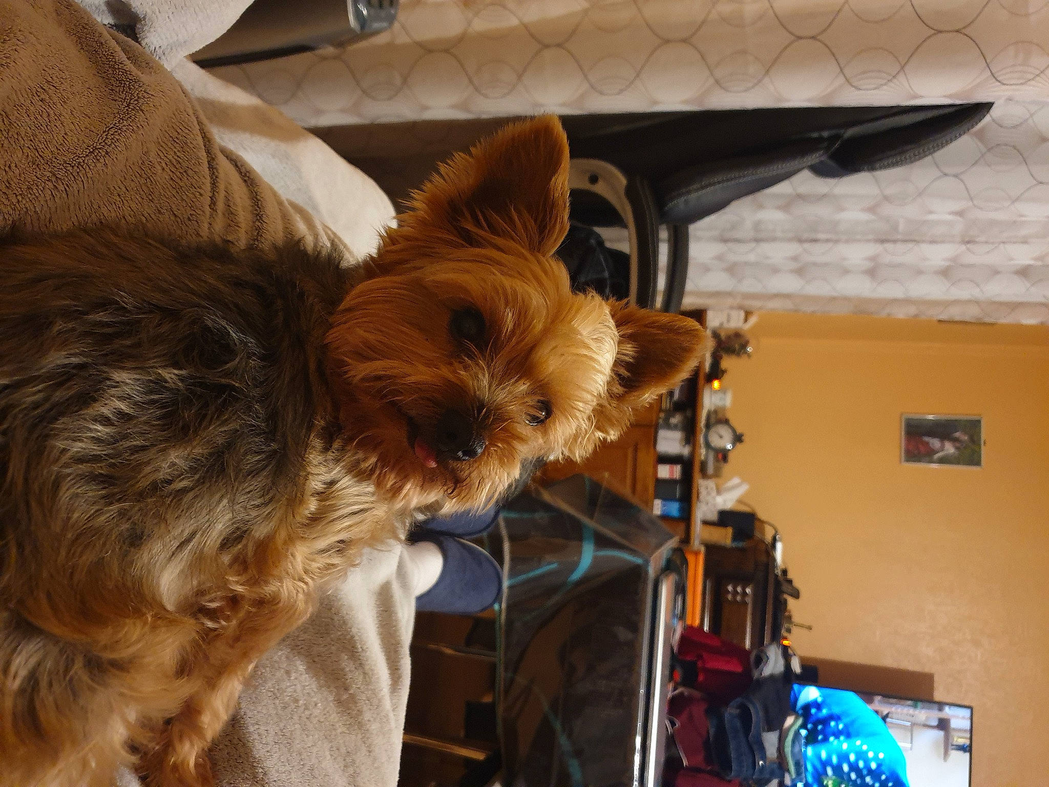 Hopy a rejoint le concours — aidez-le/la à gagner de superbes lots ! australian_terrier, carnivore, ceiling, companion_dog, corgi_chihuahua, dog, dog_breed, fur, hat, liver, room, small_terrier, sporting_group, terrier, toy_dog, whiskers, wood, yorkshire_terrier