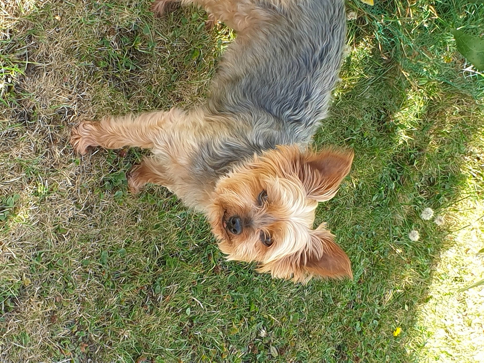 Hopy participe au concours pour gagner de l'argent avec cette photo : canidae, carnivore, companion_dog, dog, dog_breed, fawn, fur, grass, liver, plant, small_terrier, snout, sporting_group, tail, terrestrial_animal, terrier, toy_dog, welsh_terrier, yorkipoo, yorkshire_terrier