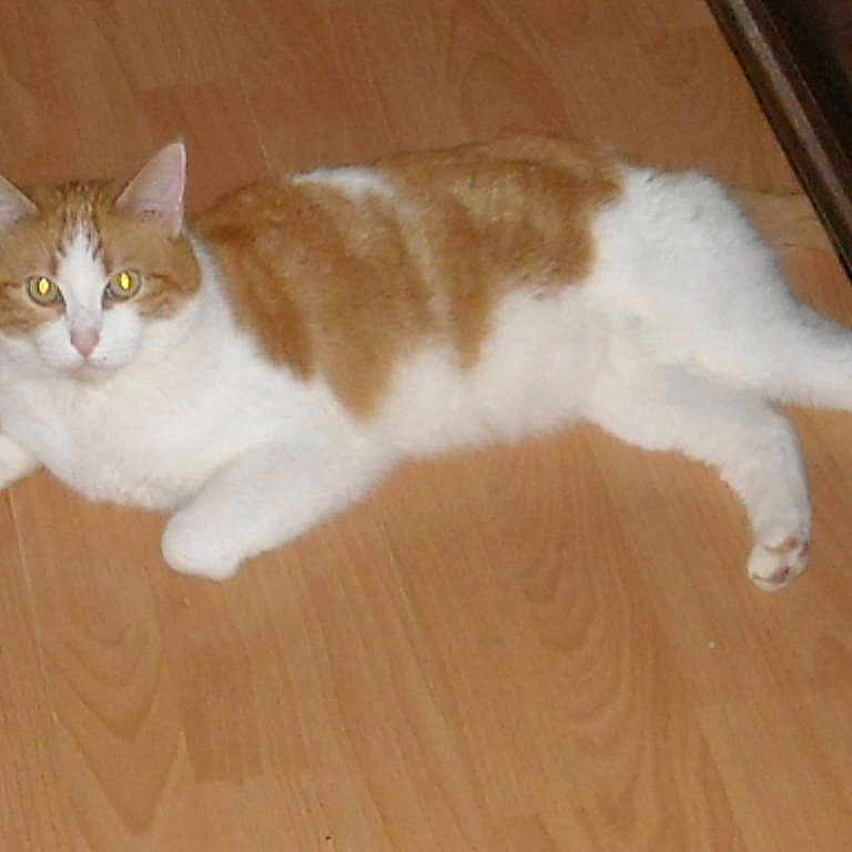 Merlin