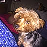 Dianna joined the competition — help win amazing prizes! animal, bed, black, blanket, brown, cozy, curious, cute, dog, fur, furniture, home, indoor, lamp, looking, pet, portrait, resting, small_dog, yellow_eyes