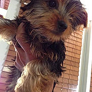 Dianna is registered to the contest to win money with this photo: animal, black, blinds, brown, closeup, cute, dog, domestic, eyes, face, fur, hand, holding, indoor, mammal, pet, portrait, puppy, window, young