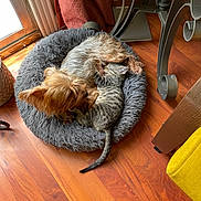 Lulu And Nala is registered to the contest to win money with this photo: cat, companion, cozy, curtains, cute, dog, domestic_animals, flooring, fur, home, indoor, pet_bed, resting, sleeping, small_dog, snuggling, tabby_cat, table, warm_lighting, wooden_floor