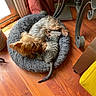cat, companion, cozy, curtains, cute, dog, domestic_animals, flooring, fur, home, indoor, pet_bed, resting, sleeping, small_dog, snuggling, tabby_cat, table, warm_lighting, wooden_floor