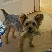 Chip joined the competition — help win amazing prizes! dog, yorkshire_terrier, pet, chew_stick, toy, indoor, carpet, door, ears, fur, cute, standing, looking_at_camera, home, hallway, playful, small_dog, mouth, portrait, companion_animal