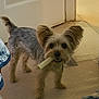 dog, yorkshire_terrier, pet, chew_stick, toy, indoor, carpet, door, ears, fur, cute, standing, looking_at_camera, home, hallway, playful, small_dog, mouth, portrait, companion_animal