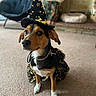 Babes joined the competition — help win amazing prizes! dog, costume, halloween, witch_hat, pet, indoor, carpet, fireplace, furniture, cute, small_dog, black_brown_white, holiday, dress, animal, living_room, decor, sitting, attentive, festive