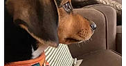 Babes is registered to the contest to win money with this photo: animal, attention, brown, canine, closeup, comfortable, couch, dog, domestic_animal, furniture, harness, home, indoor, pet, pet_accessory, puppy, side_profile, sitting, striped_pillow, young_dog
