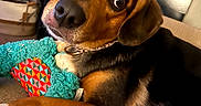 Babes joined the competition — help win amazing prizes! dog, toy, plush_toy, indoor, couch, hand, brown_dog, black_dog, pet, companion, curious, cozy, relaxing, furniture, close_up, animal, domestic_animal, cute, friendly, looking