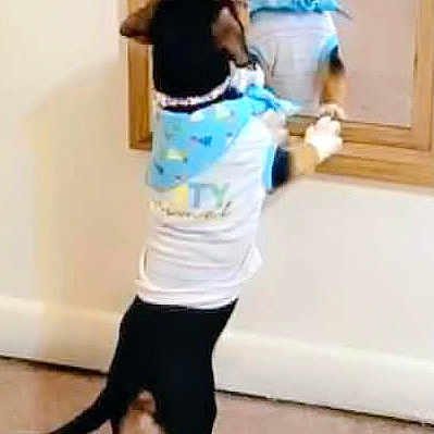 Babes is registered to the contest to win money with this photo: dog, mirror, indoor, carpet, blue_bandana, white_shirt, reflection, pet, small_dog, standing, curious, wall, wooden_frame, looking, animal, cute, domestic, front_view, young_dog, floor