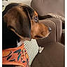 Babes is registered to the contest to win money with this photo: dog, puppy, side_view, harness, couch, indoor, pet, brown, black, white, fur, ears, snout, paw, animal, domestic, relaxed, furniture, living_room, seated