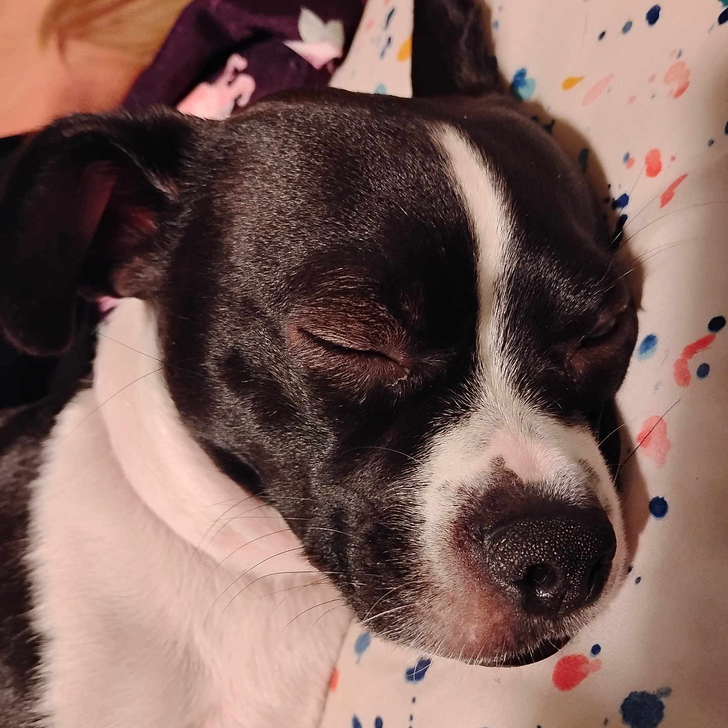 Roxie Rose is registered to the contest to win money with this photo: animal, black_and_white, close_up, cozy, cute, dog, ear, face, fur, indoor, muzzle, nose, patterned, peaceful, pet, pillow, relaxation, resting, sleeping, whiskers