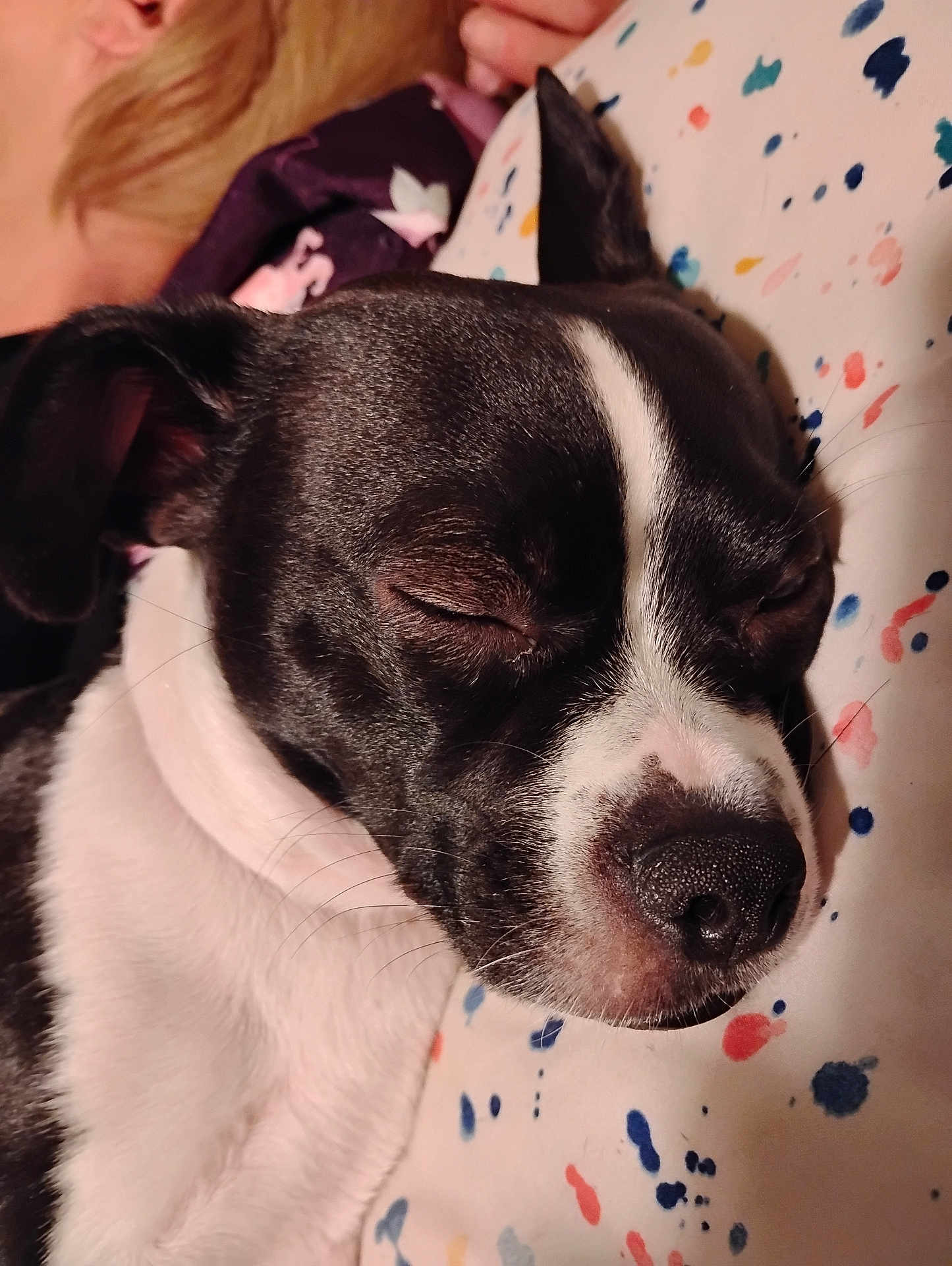 Roxie Rose is registered to the contest to win money with this photo: dog, sleeping, black_and_white, close_up, pet, relaxation, nose, ear, fur, whiskers, pillow, patterned, indoor, resting, cute, peaceful, animal, muzzle, face, cozy