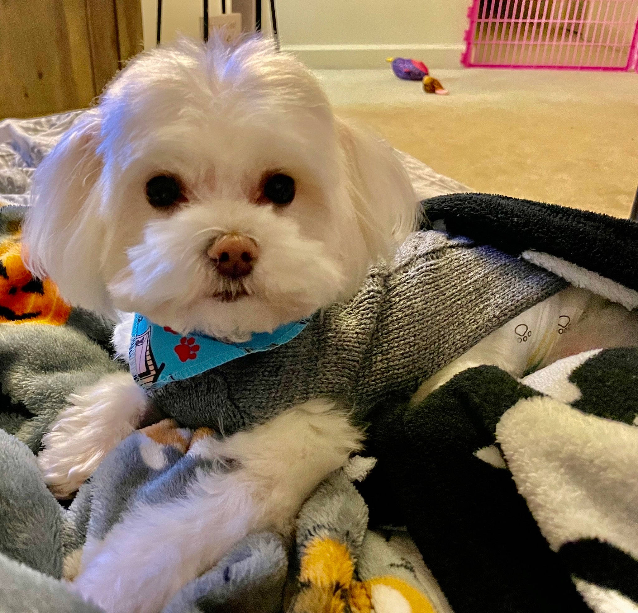 Combo is registered to the contest to win money with this photo: carnivore, comfort, companion_dog, dog, dog_breed, dog_clothes, dog_collar, dog_supply, eye, fur, happy, head, puppy_love, shih_poo, shih_tzu, small_terrier, snout, sporting_group, toy_dog, working_animal