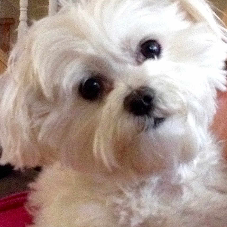 Angel is registered to the contest to win money with this photo: bichon, bolognese, bolonka, canidae, carnivore, companion_dog, dog, dog_breed, havanese, maltepoo, maltese, mammal, morkie, puppy, puppy_love, rare_breed_dog, shih_tzu, toy_dog, vertebrate, west_highland_white_terrier