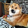animal, black_nose, blanket, brick_wall, brown_fur, canine, collar, cozy, cute, dog, ears, face, fluffy, furniture, heart_pattern, indoor, pet, plush_toy, resting, toy