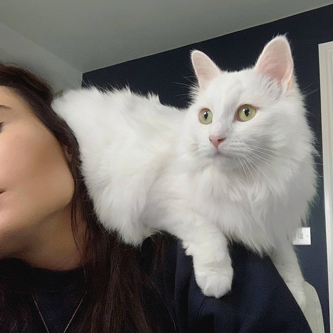 Pixie joined the competition — help win amazing prizes! british_longhair, carnivore, cat, claw, comfort, domestic_short_haired_cat, eyelash, felidae, fur, gesture, happy, mammal, paw, small_to_medium_sized_cats, tail, vertebrate, whiskers