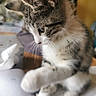 Athos a rejoint le concours — aidez-le/la à gagner de superbes lots ! cat, kitten, paw, fur, whiskers, indoor, book, curious, closeup, tabby, white, gray, soft, blurred_background, study, homework, animal, pet, cute, young