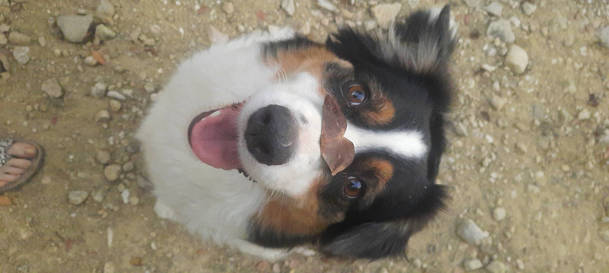 Tennessee a rejoint le concours — aidez-le/la à gagner de superbes lots ! ball, bernese_mountain_dog, canidae, carnivore, companion_dog, dog, dog_breed, fawn, fur, guinea_pig, herding_dog, paw, puppy, snout, soil, sporting_group, terrestrial_animal, whiskers, working_animal, working_dog