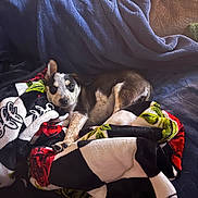 Diamond is registered to the contest to win money with this photo: puppy, dog, blanket, blue_blanket, colorful_blanket, couch, indoor, pet, fur, laying_down, cute, young_dog, relaxed, cozy, animal, small_dog, looking_at_camera, ears_up, comfort, soft_textures
