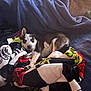 puppy, dog, blanket, blue_blanket, colorful_blanket, couch, indoor, pet, fur, laying_down, cute, young_dog, relaxed, cozy, animal, small_dog, looking_at_camera, ears_up, comfort, soft_textures
