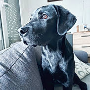 Ace participe au concours pour gagner de l'argent avec cette photo : dog, black_dog, labrador, pet, indoor, living_room, couch, gray_couch, window, blinds, pillow, wooden_dresser, radio, framed_picture, plant_art, fur, animal, sitting, looking_away, domestic