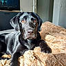 Ace a rejoint le concours — aidez-le/la à gagner de superbes lots ! dog, labrador, puppy, black_dog, indoor, blanket, furniture, television, cozy, pet, animal, cute, relaxed, fur, bedroom, warm_light, looking_at_camera, domestic, companion, young_dog