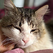 Poopsy participe au concours pour gagner de l'argent avec cette photo : cat, close_up, tabby, white_fur, pink_nose, whiskers, hand, relaxed, sleepy, pet, animal, feline, domestic_cat, fur, soft_focus, blanket, cozy, indoor, portrait, cute