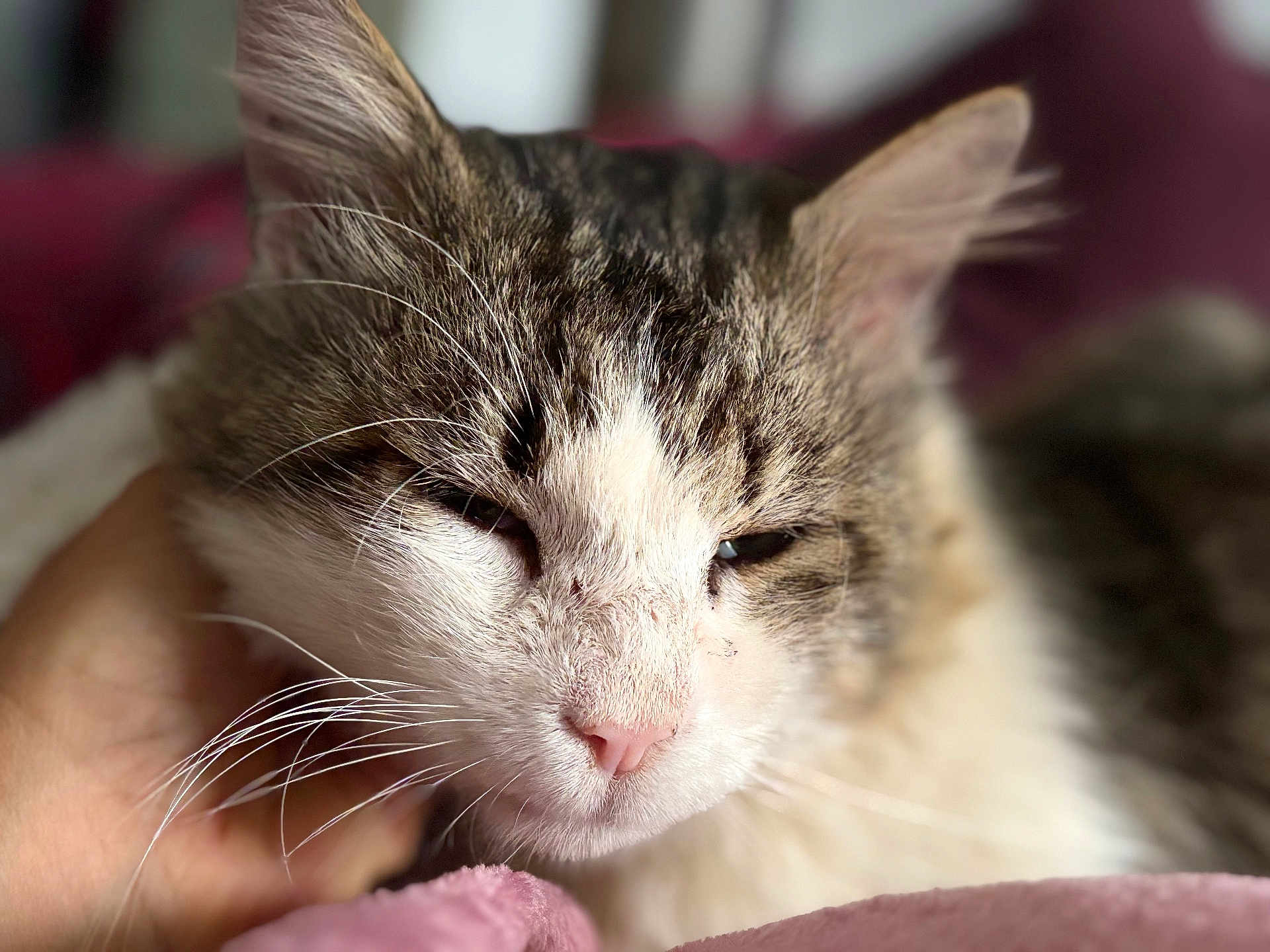 Poopsy participe au concours pour gagner de l'argent avec cette photo : cat, close_up, tabby, white_fur, pink_nose, whiskers, hand, relaxed, sleepy, pet, animal, feline, domestic_cat, fur, soft_focus, blanket, cozy, indoor, portrait, cute