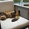 Nina participe au concours pour gagner de l'argent avec cette photo : animal, cat, chair, comfortable, cushion, daylight, domestic_cat, fluffy, fur, furniture, greenery, lounge_chair, outdoor, patio, pet, relaxed, relaxing, resting, sleeping, tile_floor