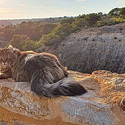 Nina participe au concours pour gagner de l'argent avec cette photo : animal, cat, daylight, feline, fluffy, forest, landscape, majestic, mammal, nature, outdoor, pet, relaxed, rock, scenic, stone_wall, sunlight, sunset, tail, wildlife