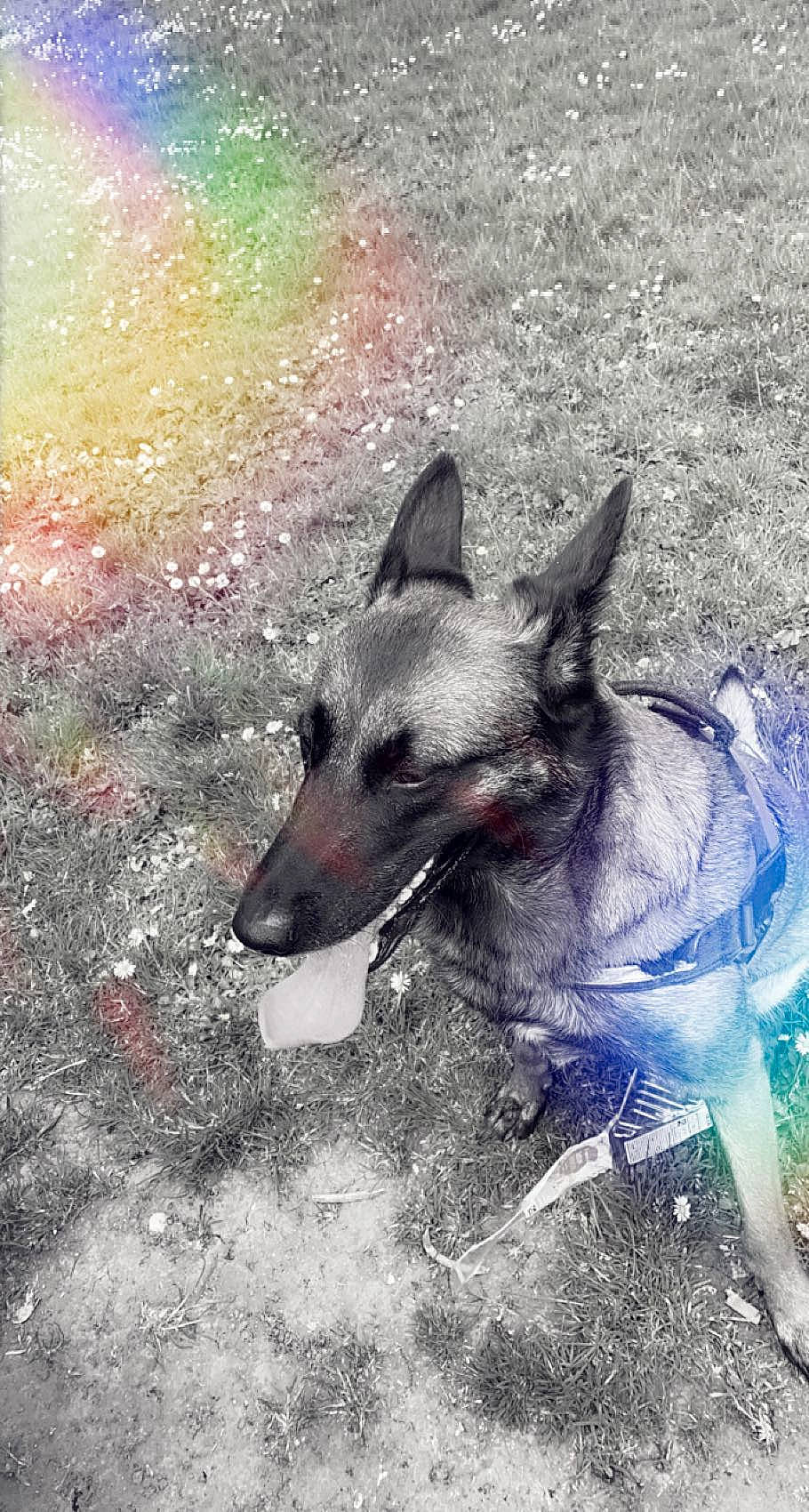 Oxy participe au concours pour gagner de l'argent avec cette photo : ancient_dog_breeds, art, canidae, carnivore, companion_dog, dog, dog_breed, dog_supply, east_european_shepherd, electric_blue, grass, herding_dog, king_shepherd, non_sporting_group, painting, snout, sporting_group, visual_arts, working_animal, working_dog