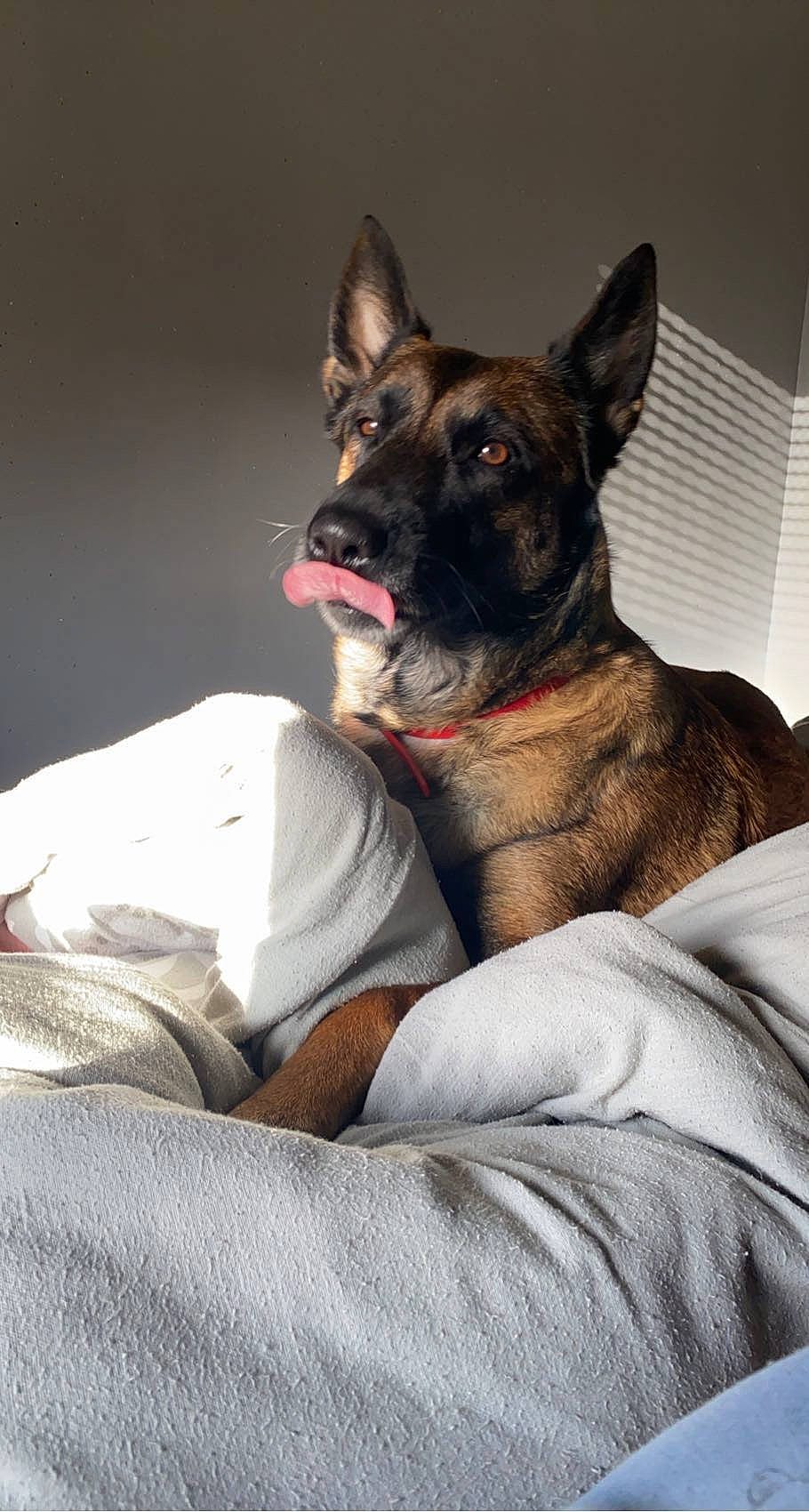 Oxy participe au concours pour gagner de l'argent avec cette photo : canidae, carmine, carnivore, comfort, companion_dog, dog, dog_breed, ear, east_european_shepherd, fawn, fur, german_shepherd_dog, grey, guard_dog, herding_dog, king_shepherd, snout, sporting_group, whiskers, working_dog