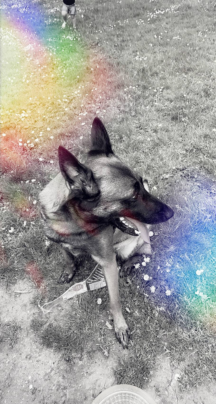 Oxy a rejoint le concours — aidez-le/la à gagner de superbes lots ! art, canidae, carmine, carnivore, dog, dog_breed, east_european_shepherd, electric_blue, german_shepherd_dog, illustration, king_shepherd, non_sporting_group, paint, painting, snout, sporting_group, tail, visual_arts, wildlife, working_dog