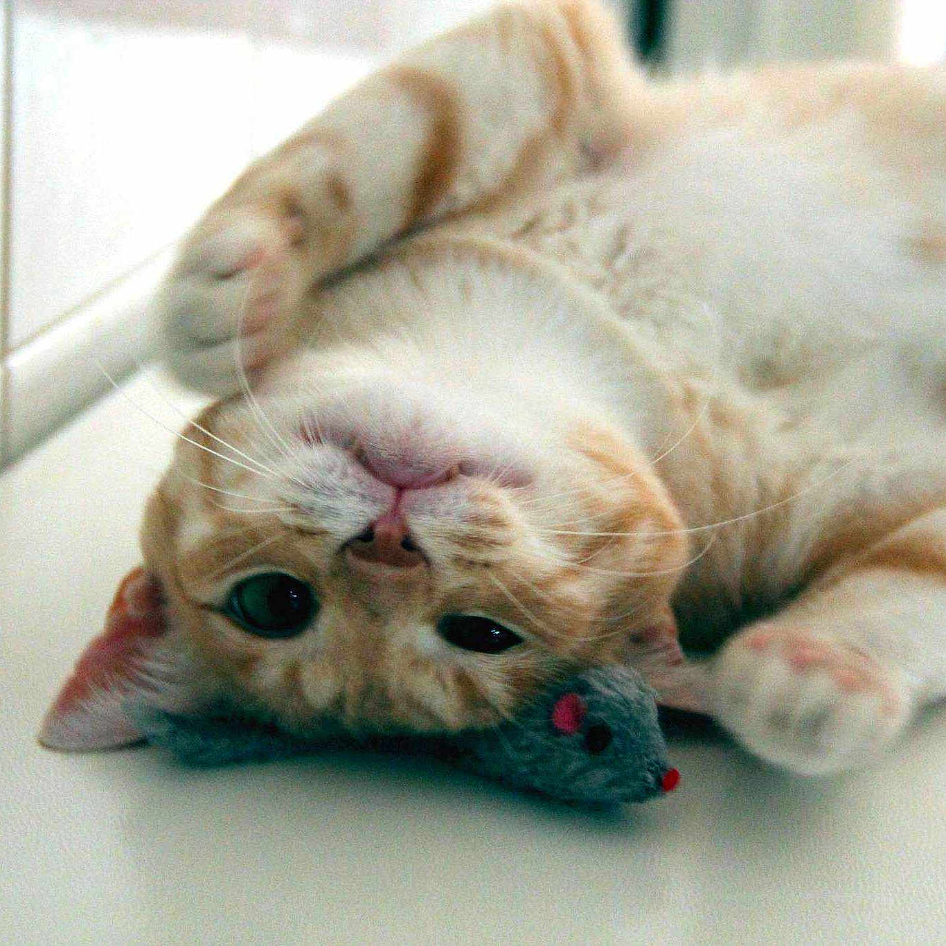 Achille