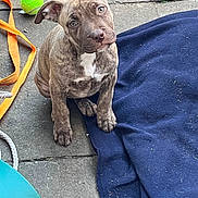 Amber joined the competition — help win amazing prizes! puppy, dog, brindle, pet, animal, blanket, tennis_ball, floor, curious, outdoor, playful, young, canine, sitting, looking_up, stone, leash, blue_blanket, ears, cute