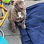 puppy, dog, brindle, pet, animal, blanket, tennis_ball, floor, curious, outdoor, playful, young, canine, sitting, looking_up, stone, leash, blue_blanket, ears, cute