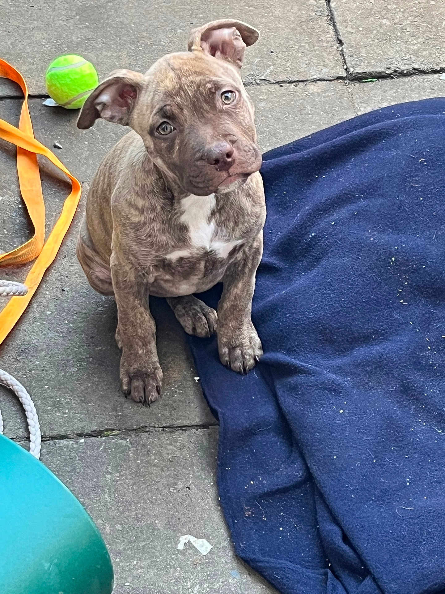 Amber joined the competition — help win amazing prizes! puppy, dog, brindle, pet, animal, blanket, tennis_ball, floor, curious, outdoor, playful, young, canine, sitting, looking_up, stone, leash, blue_blanket, ears, cute