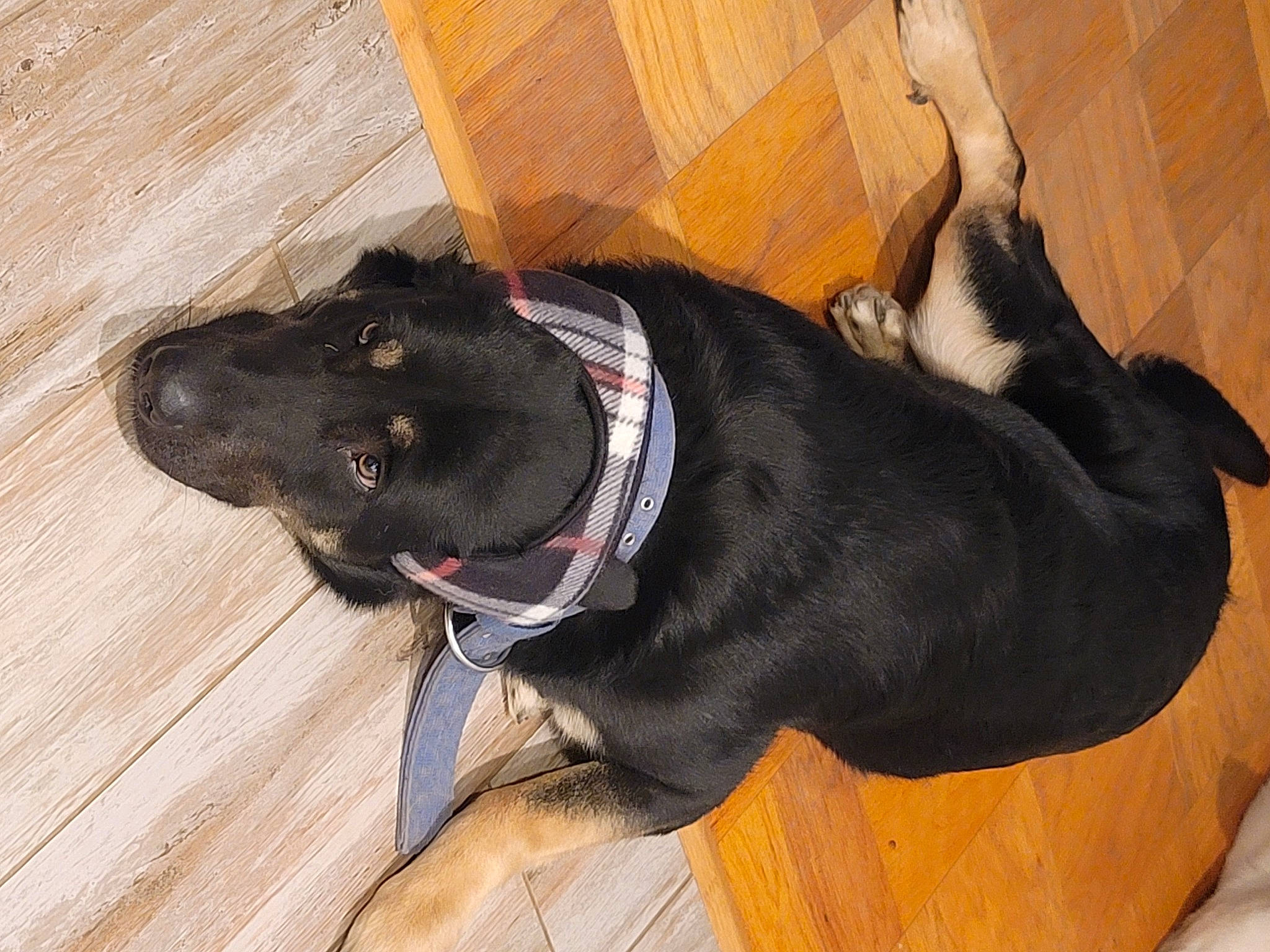 Jack joined the competition — help win amazing prizes! carnivore, collar, comfort, companion_dog, dog, dog_breed, dog_collar, dog_supply, fur, guard_dog, hardwood, leash, liver, natural_material, pet_supply, sporting_group, tail, wood, working_animal, working_dog