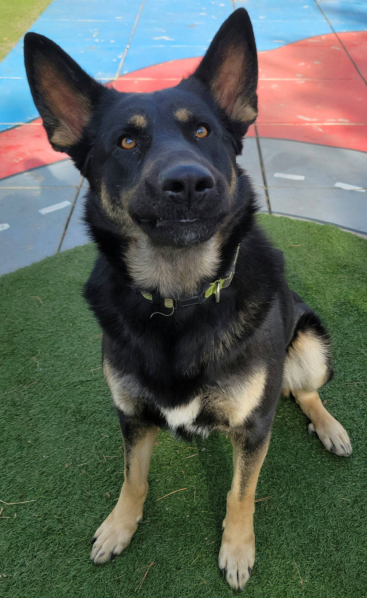 Jack is registered to the contest to win money with this photo: bicycle, canidae, carnivore, collar, companion_dog, dog, dog_breed, dog_collar, fawn, fur, grass, guard_dog, herding_dog, non_sporting_group, snout, sporting_group, tail, whiskers, working_animal, working_dog