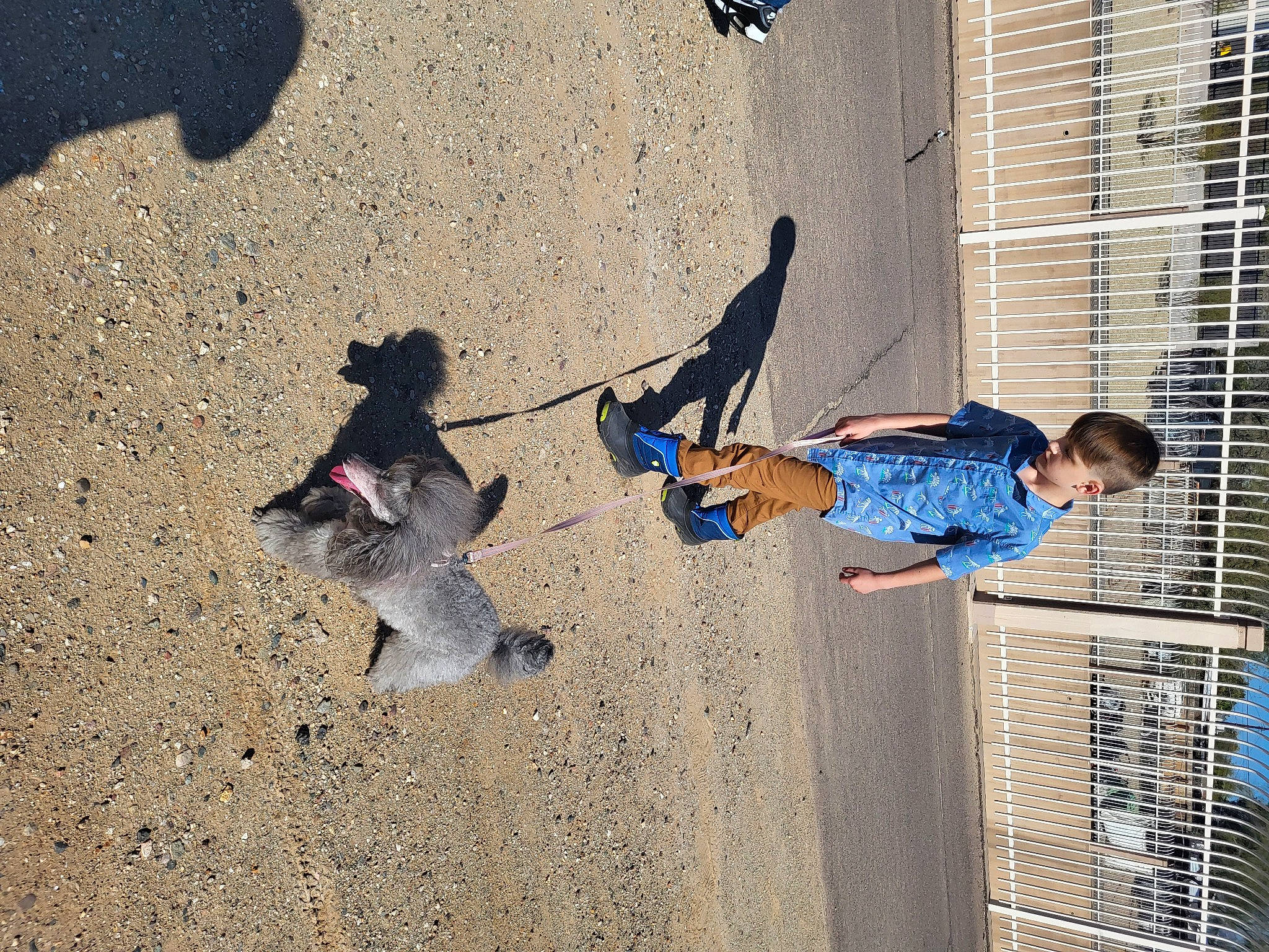 Chloe joined the competition — help win amazing prizes! asphalt, city, concrete, dog, electric_blue, fun, landscape, leisure, pedestrian, play, recreation, road_surface, shadow, soil, toddler, walking_shoe