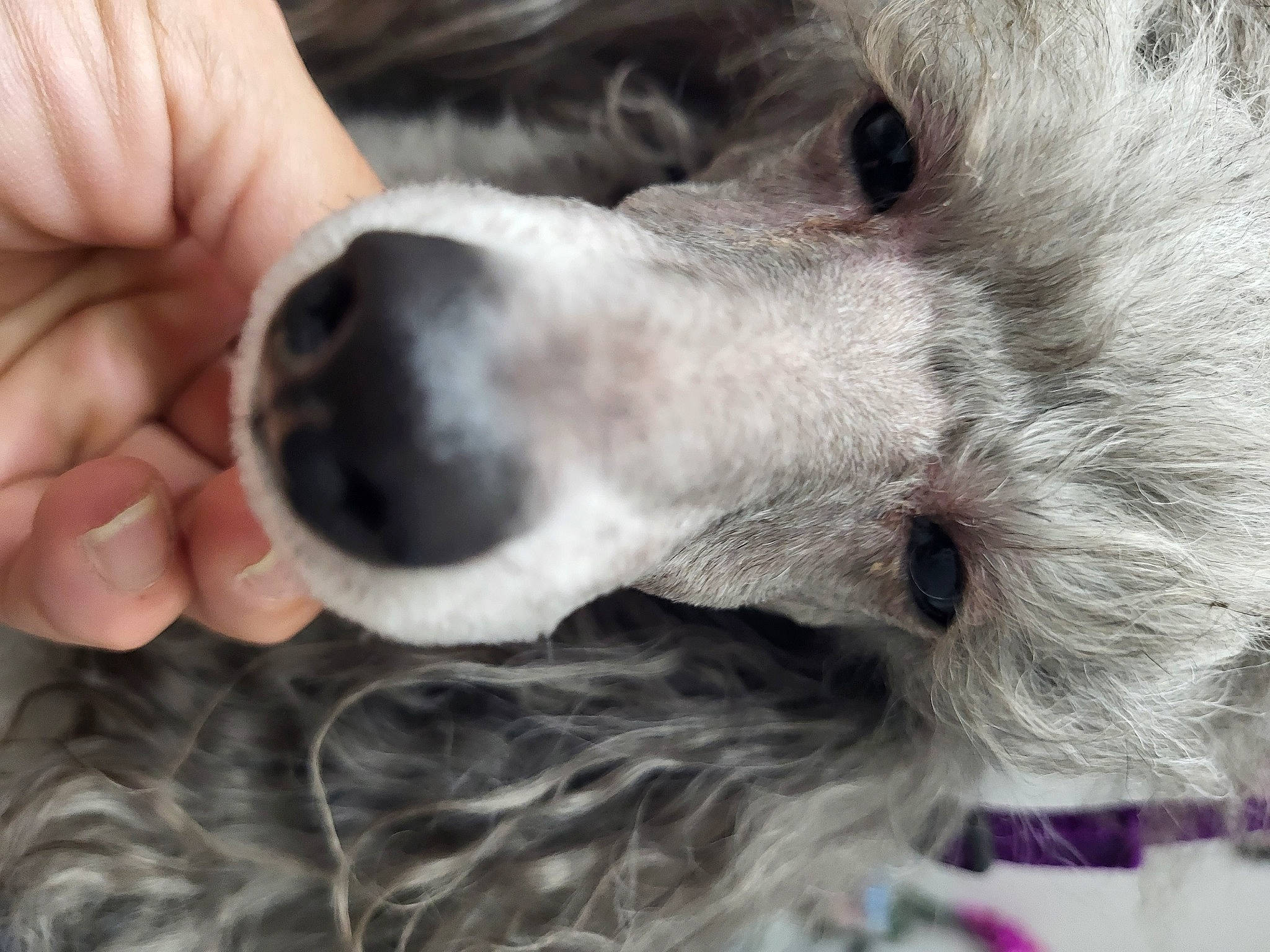 Chloe is registered to the contest to win money with this photo: canidae, carnivore, companion_dog, dog, dog_breed, dog_collar, ear, eyelash, fur, liver, nail, paw, photography, puppy_love, sporting_group, street_dog, thumb, whiskers, working_animal, wrist