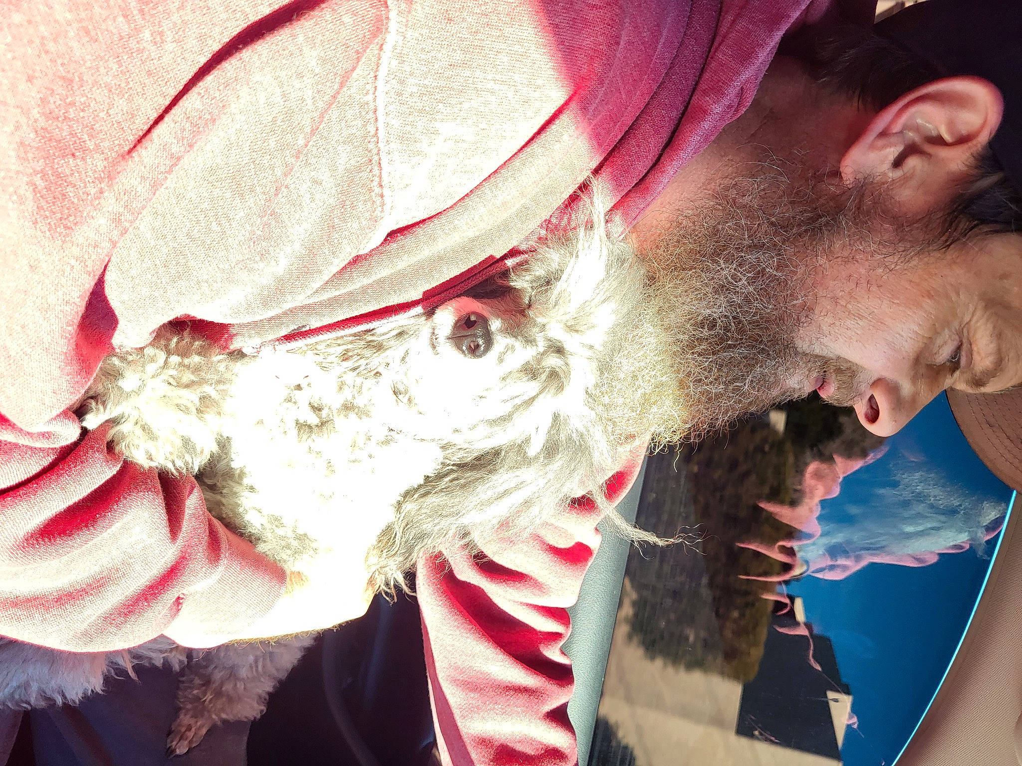 Chloe joined the competition — help win amazing prizes! beard, cap, carmine, costume_hat, facial_hair, fang, fashion_accessory, felidae, fun, fur, fur_clothing, happy, hat, holiday, jaw, mouth, plant, snout, tradition, whiskers